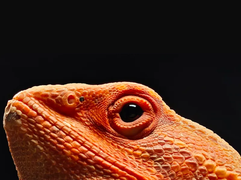 Variabilný objektív 60 mm teleobjektívu vám prinesie skvelé makro fotografie a priblíženie ako keby ste tam s POCO F7 Ultra black boli.