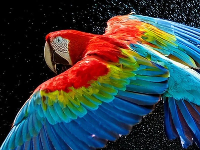 LG_OLED83G54LW perfect color