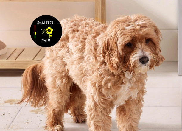 Čistička vzduchu Dyson Purifier Cool PC2 De-Noxodstraňuje pachy a odumreté kožné bunky domácich miláčikov.