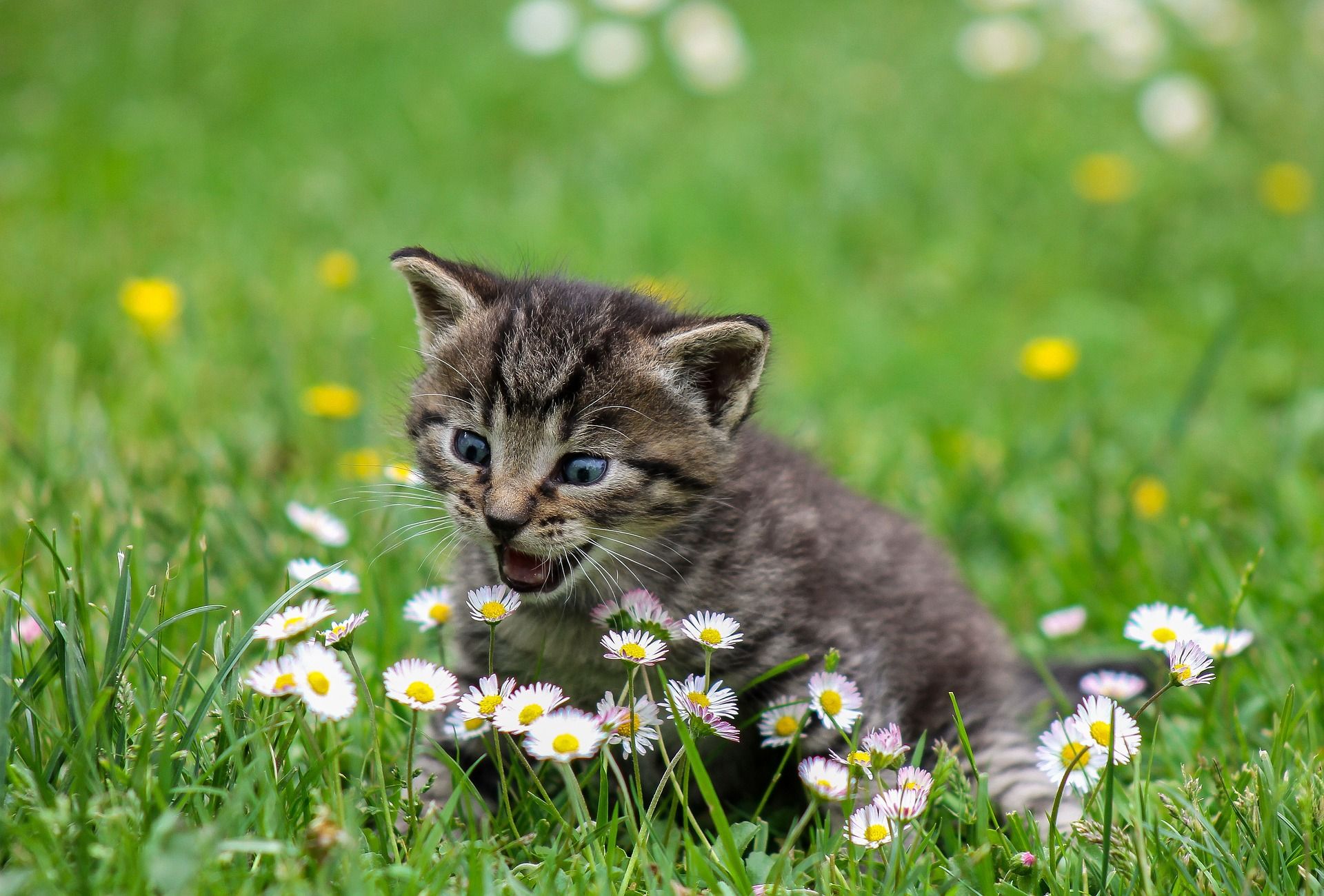 mačka v tráve ošetrenej vertikutátorom fieldmann
